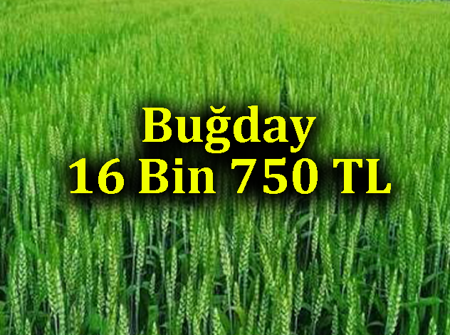 Tekirdağ Toprak Mahsulleri Ofisi hububat alımına başladı